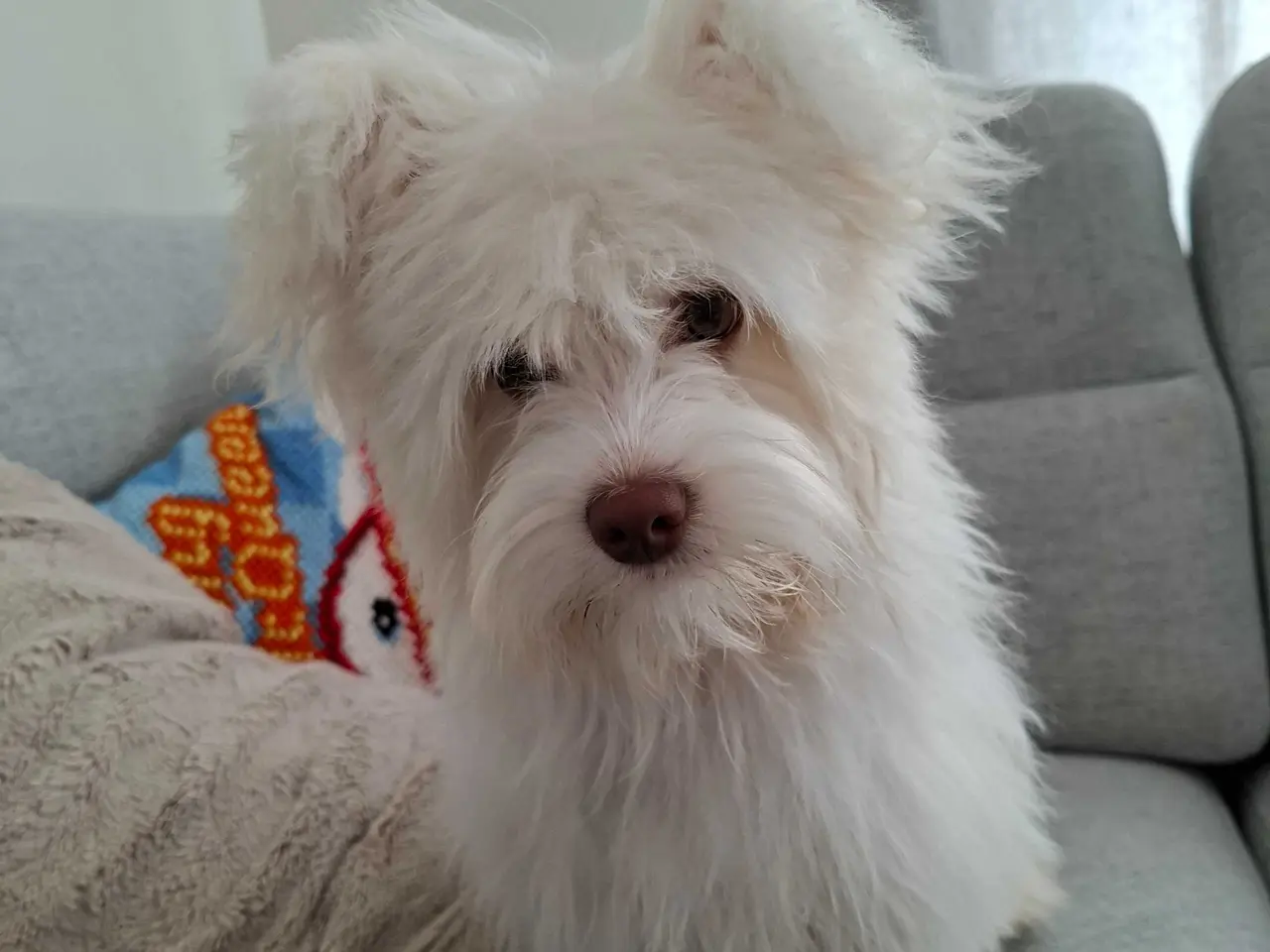 Billede 6 - Bichon havanaise