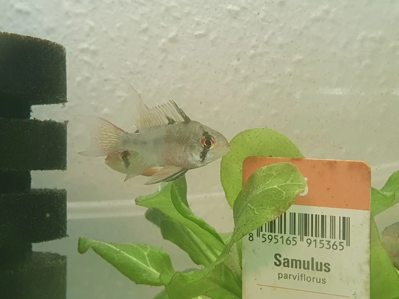 Billede 3 - 🦋🐟 LONG FIN SOMMERFUGLECIKLIDER TIL SALG 🐟🦋