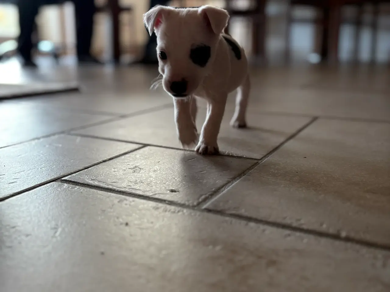 Billede 1 - Jack russel hvalpe