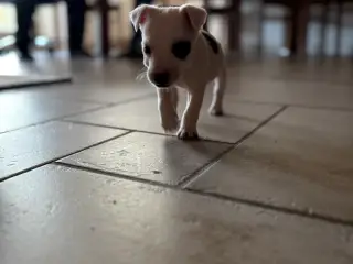 Jack russel hvalpe