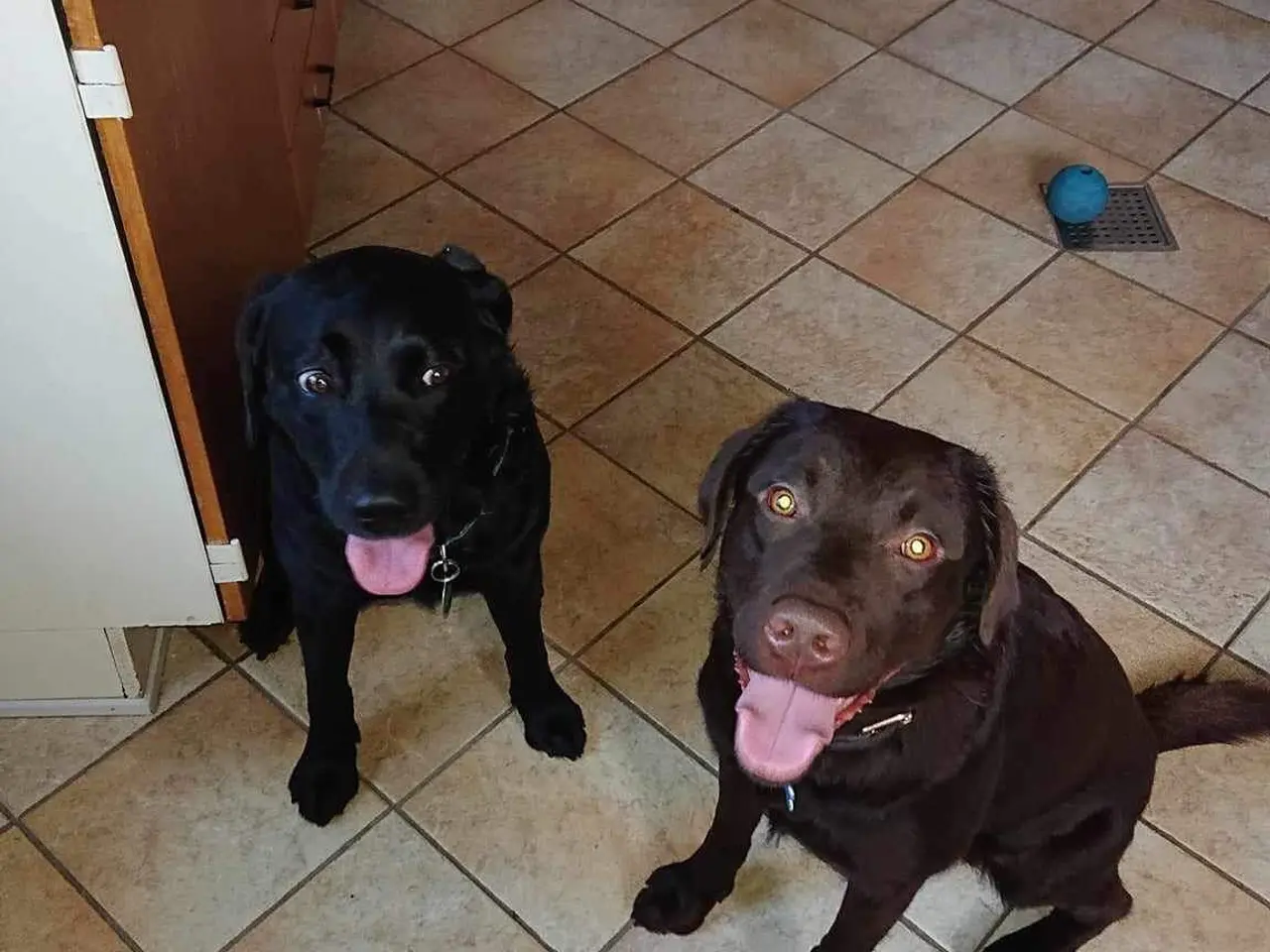 Billede 2 - Sorte labrador formel1 hvalpe