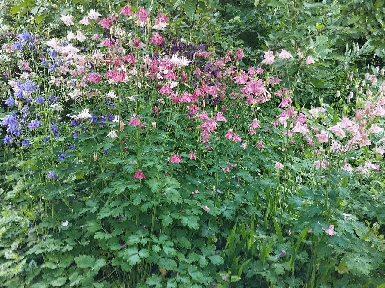Billede 15 - Stauder/Diverse haveplanter - flerårige