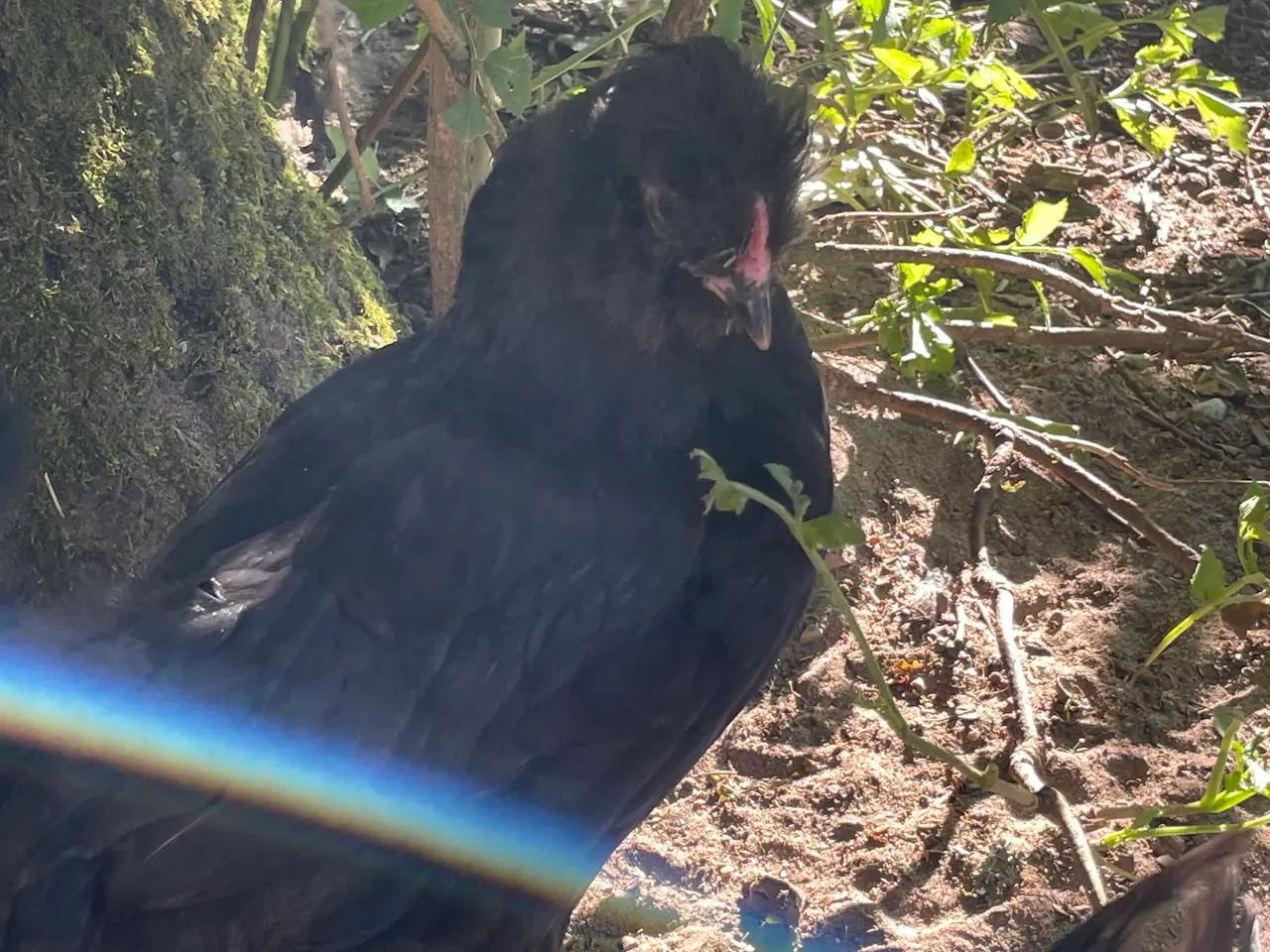 Billede 5 - Engelsk Araucana kyllinger