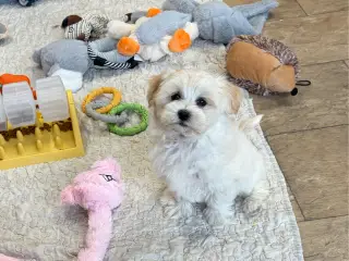 Fine mini Maltipoo er rejse klar nu !