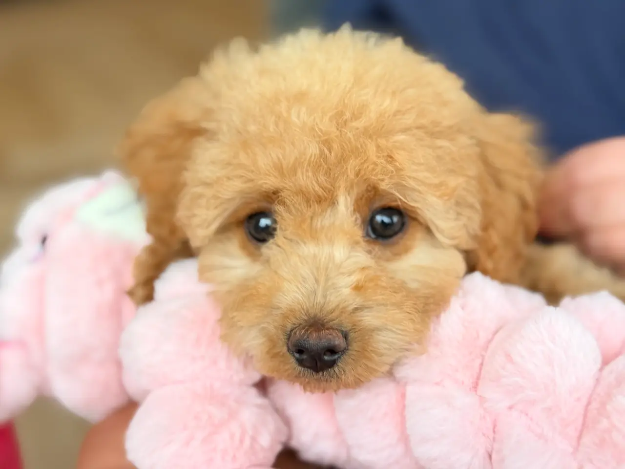 Billede 6 - Goldendoodledoo F1B