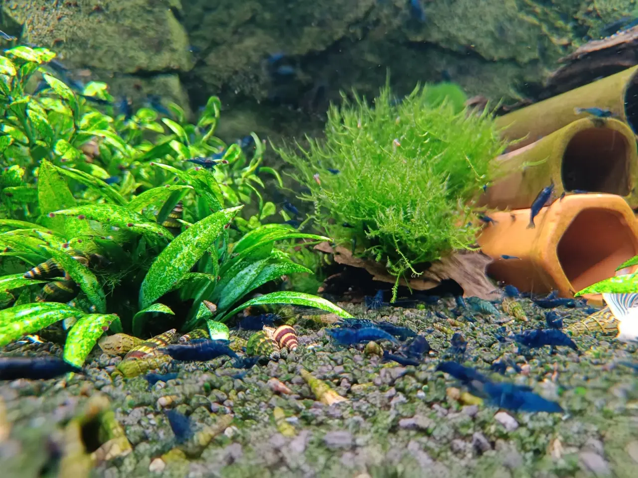 Billede 2 - High Grade Blue Dream Neocaridina 💙🦐