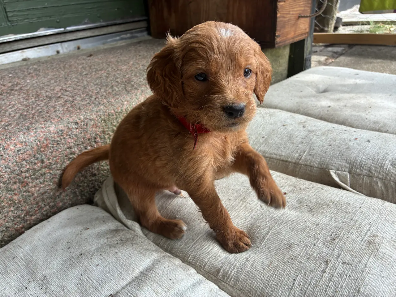 Billede 4 - Goldendoodle hvalpe