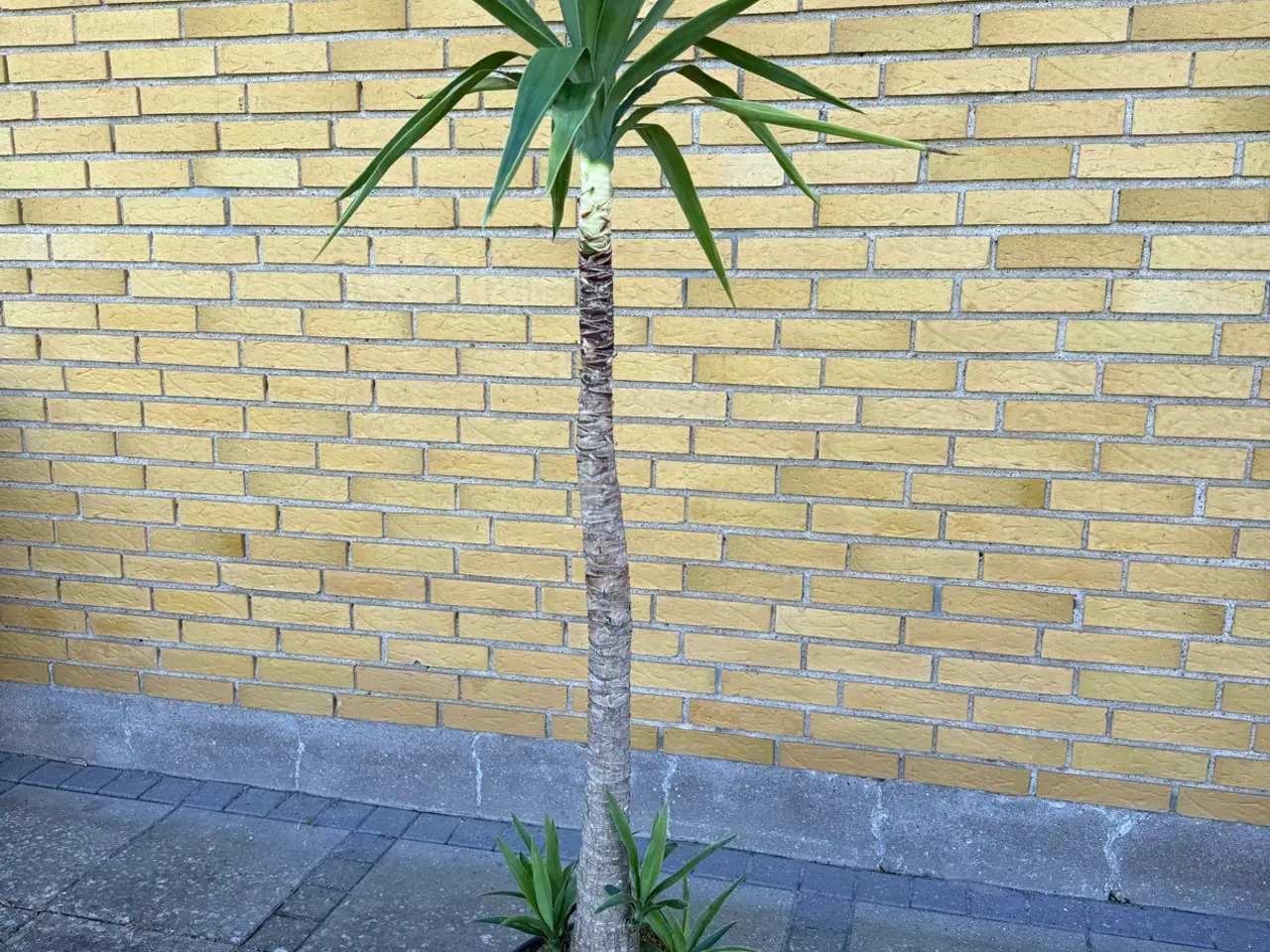 Billede 6 - Yucca palmer
