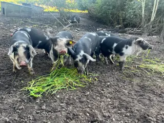 Gammel dansk landrace grise sælges