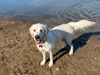 Golden retriever 