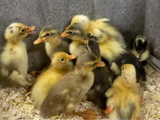 Løbeænder, nyklækkede ællinger