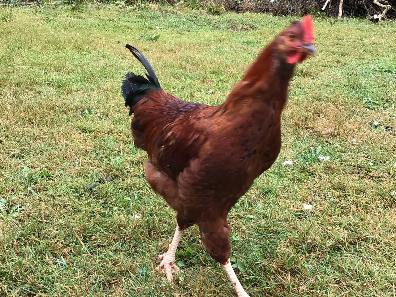 Billede 4 - Kyllinger fra sort araucana og grønlægger