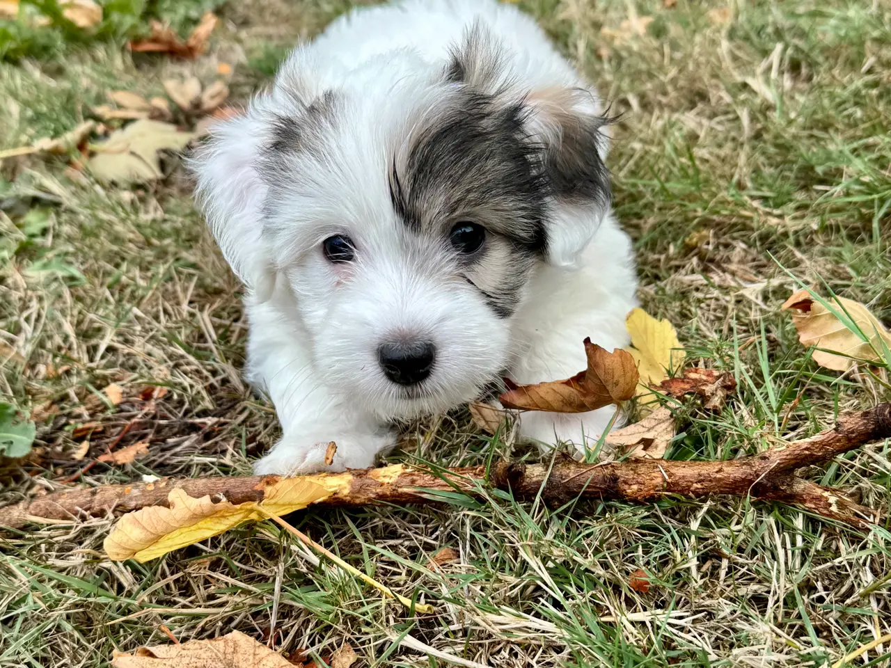 Billede 8 - Coton de tulear/havaton blanding