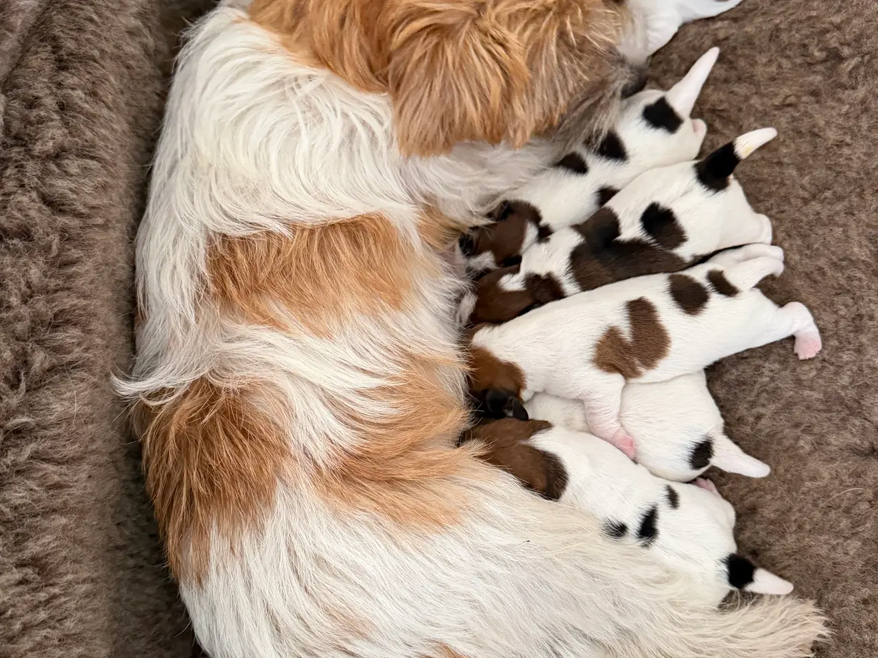 Billede 2 - 7 fine Jack russel hvalpe 🐶