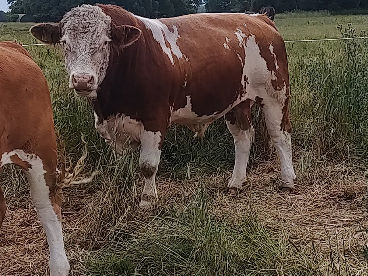 Billede 2 - Simmentaler Tyre