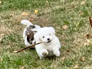 Coton de tulear/havaton blanding - 5