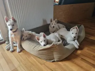Siberian husky og samojede hvalpe sælges