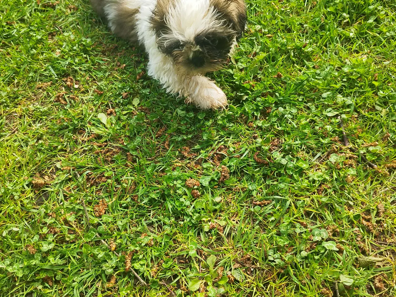 Billede 4 - Flotte Shih-tzu hvalpe