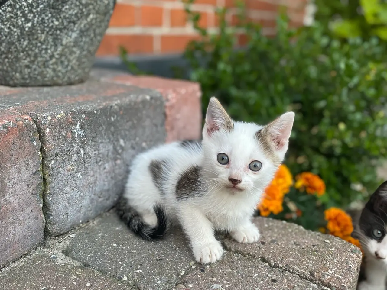 Billede 11 - Søde killinger søger nyt hjem 🐾
