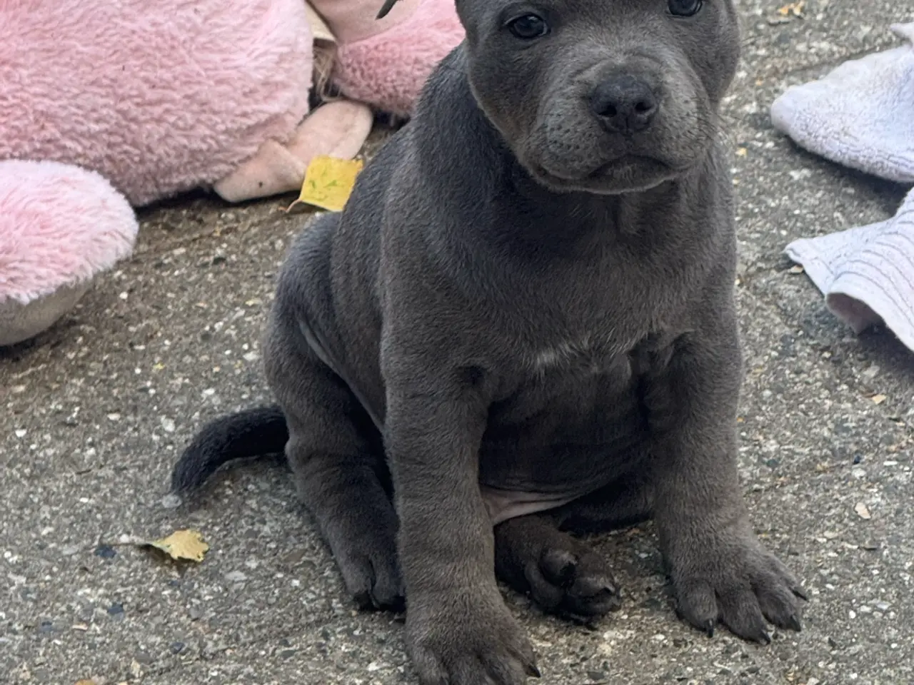 Billede 2 - Staffordshire Bull Terrier