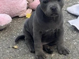 Staffordshire Bull Terrier
