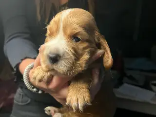 Engelsk Cocker spaniel hvalpe