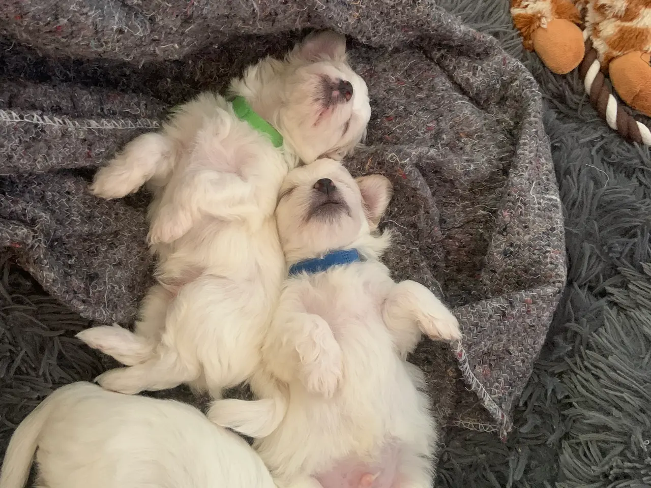Billede 2 - Han hunde søger deres bedste ven