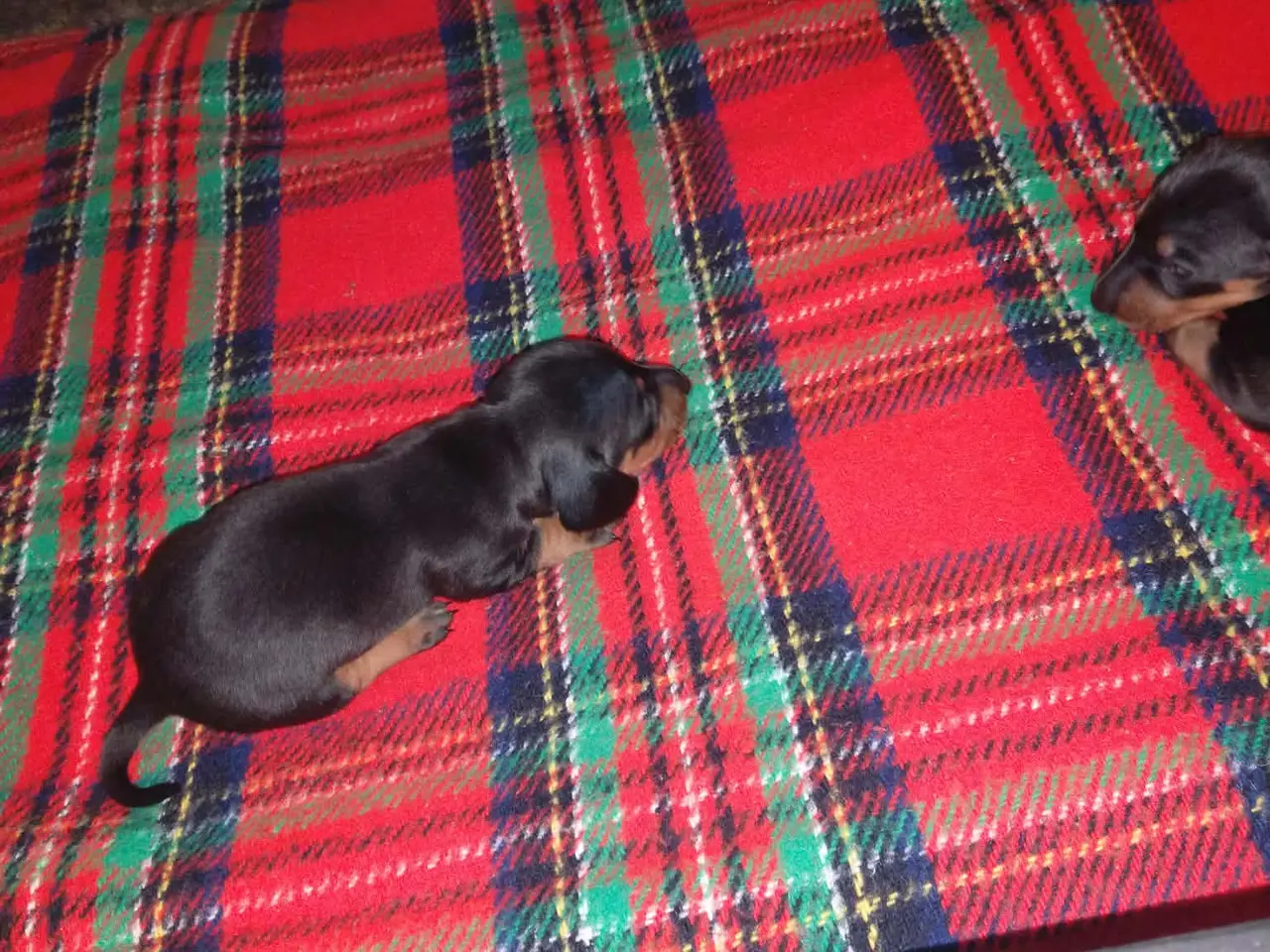 Billede 2 - Korthåret standard gravhunde
