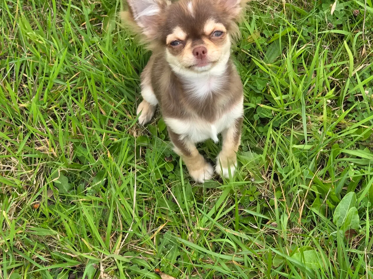 Billede 9 - Langhåret husky-chihuahua. Hun og han.