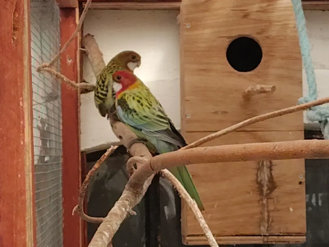 Billede 1 - Gulrygget rosella 