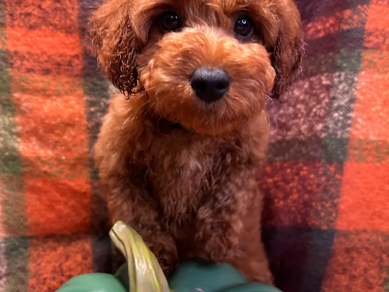 Billede 5 - 🐾maltipoo miniature September 🐾