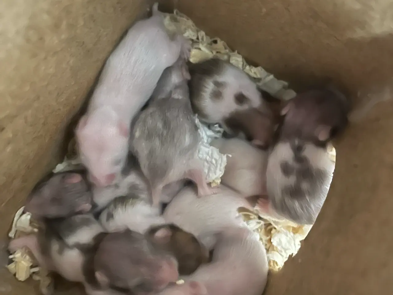 Billede 9 - Guldhamster unger