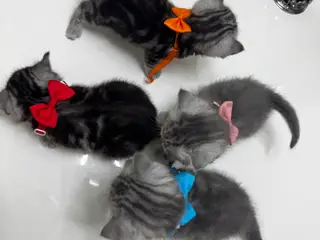 Unikkeste British Shorthair Killinger til Salg