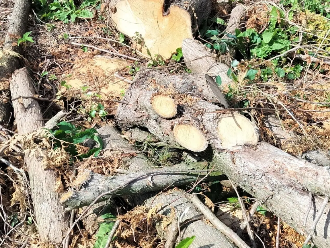 Billede 1 - Thuja træ, til at brænde el hvad du kunne hitte på