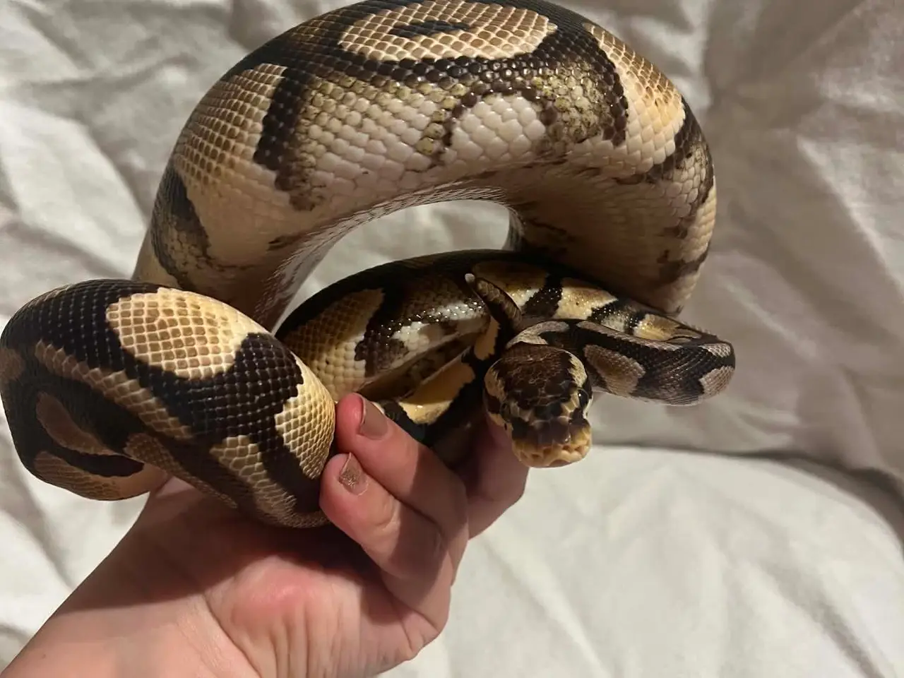 Billede 2 - Kongepython 1,0 Pastel