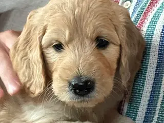 Goldendoodles hvalpe NYE BILLEDER og PRIS