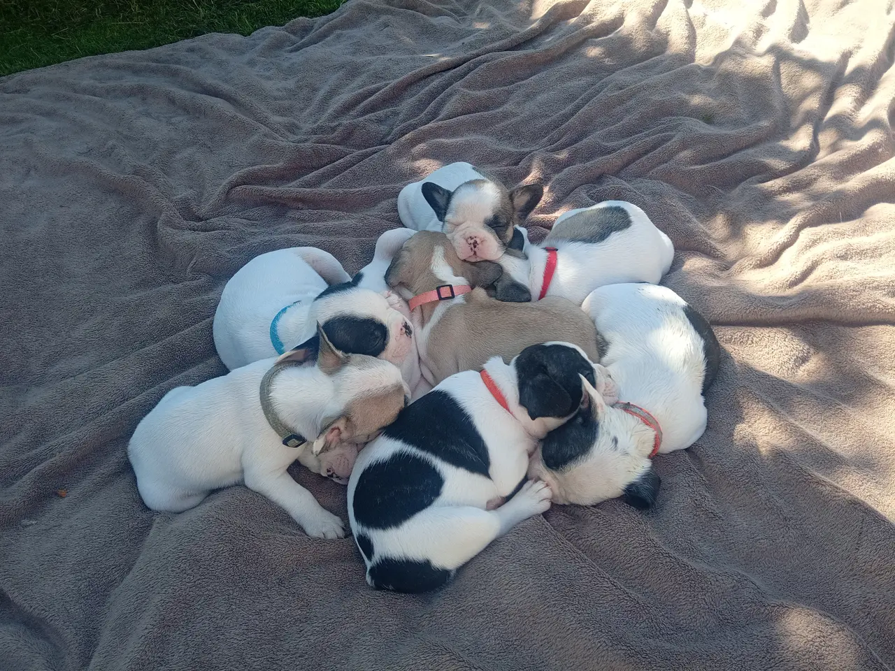 Billede 5 - Französische Bulldoggen