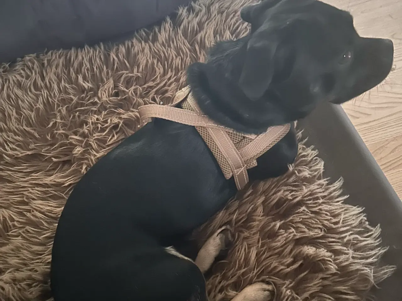 Billede 3 - Dejlig lille blandings han hund