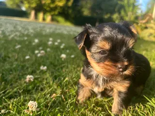 Yorksherrier terrier 
