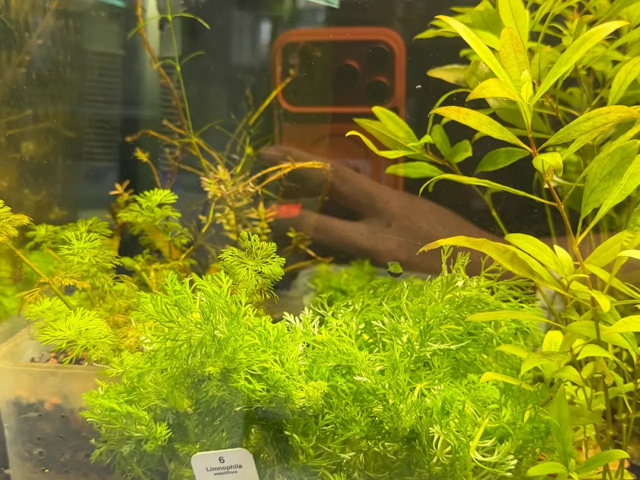 Billede 10 - Mange flere akvarie planter