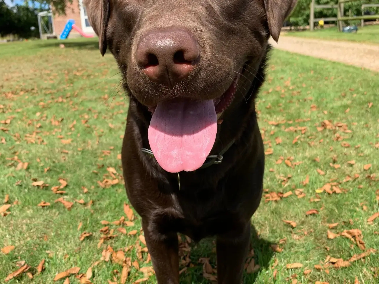 Billede 6 - Brun labrador