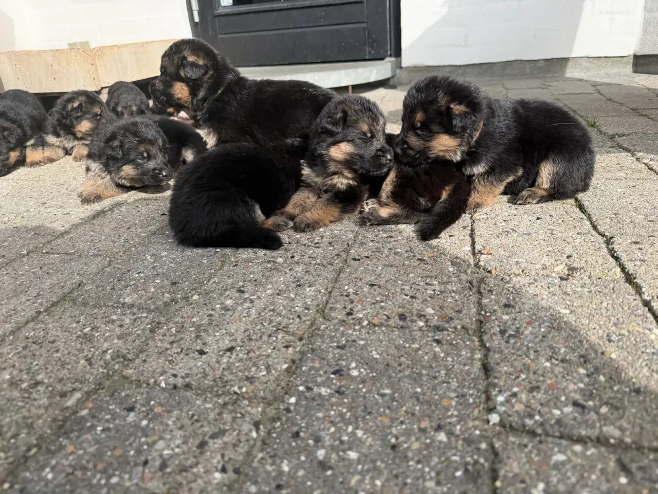 Billede 7 - Dkk Schæferhvalpe 