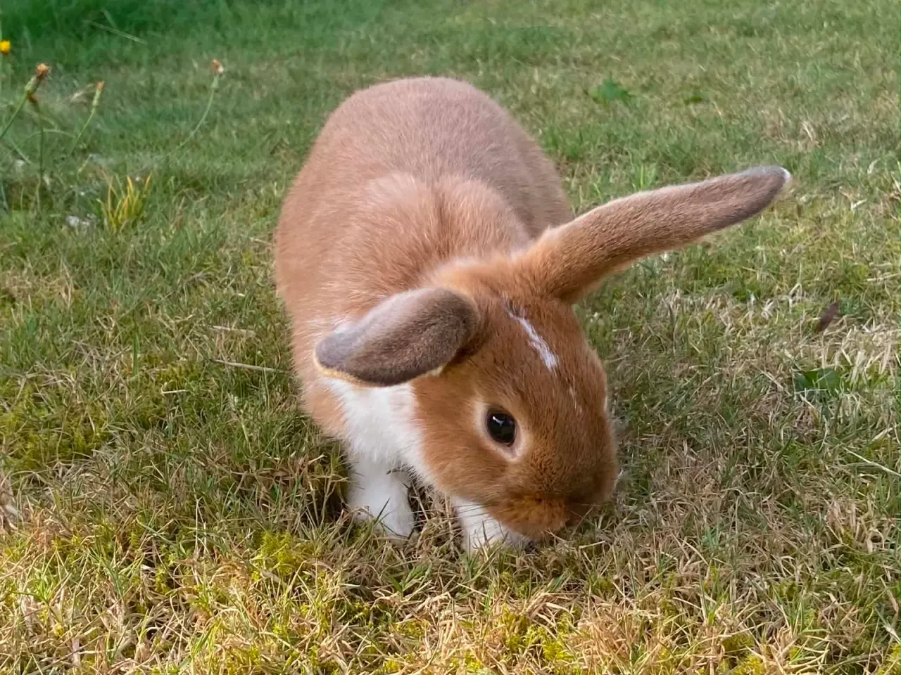 Billede 10 - Smuk lille pige kanin🥕