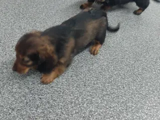 Langhåret gravhund