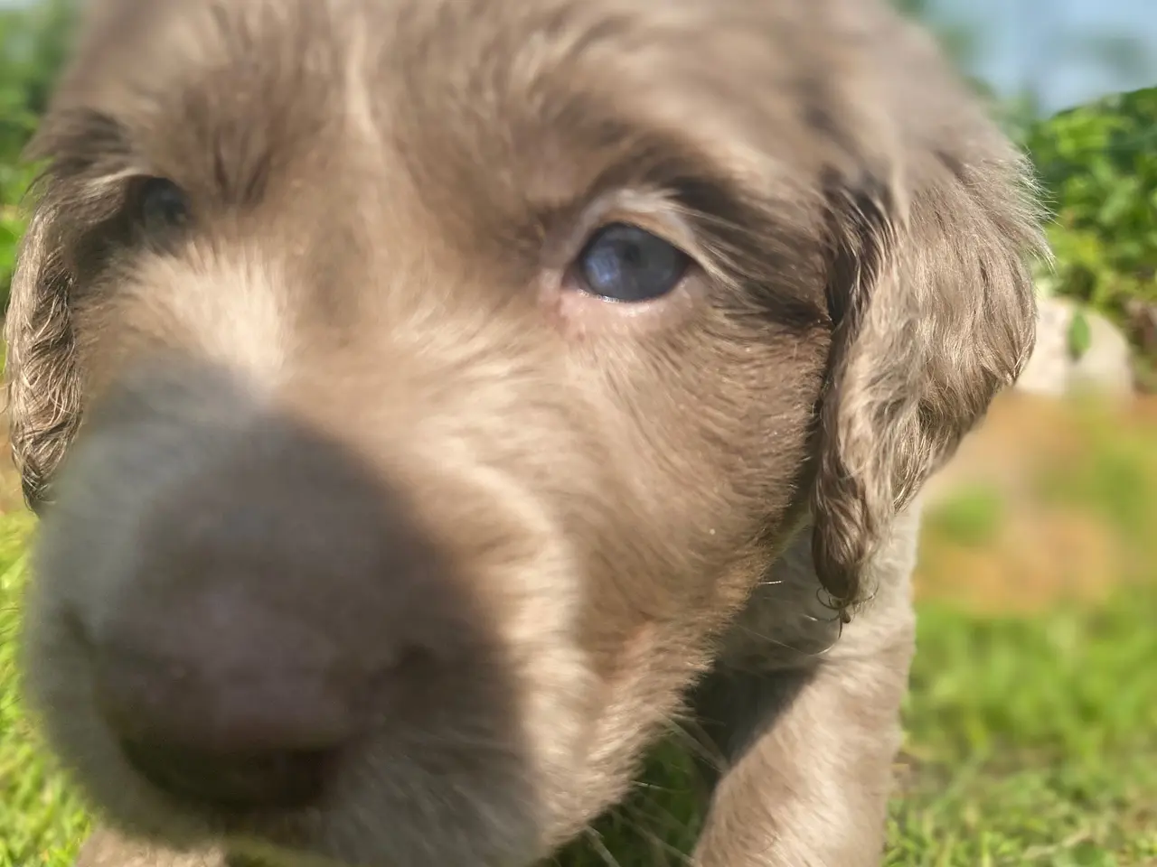 Billede 7 - Hvalp, bliver Golden retriever str