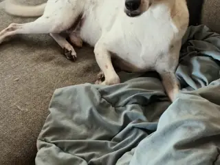 Sødeste jackrussel søger ny madmor