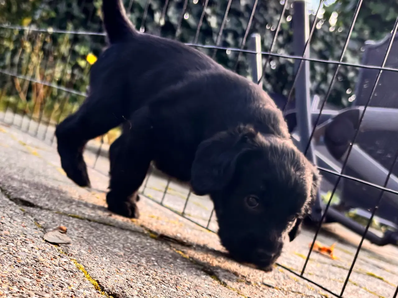 Billede 6 - Lækre Labradoodle hvalpe