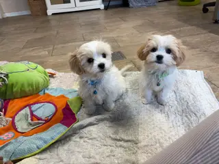 Mini cavamalt babyer er rejse klar nu