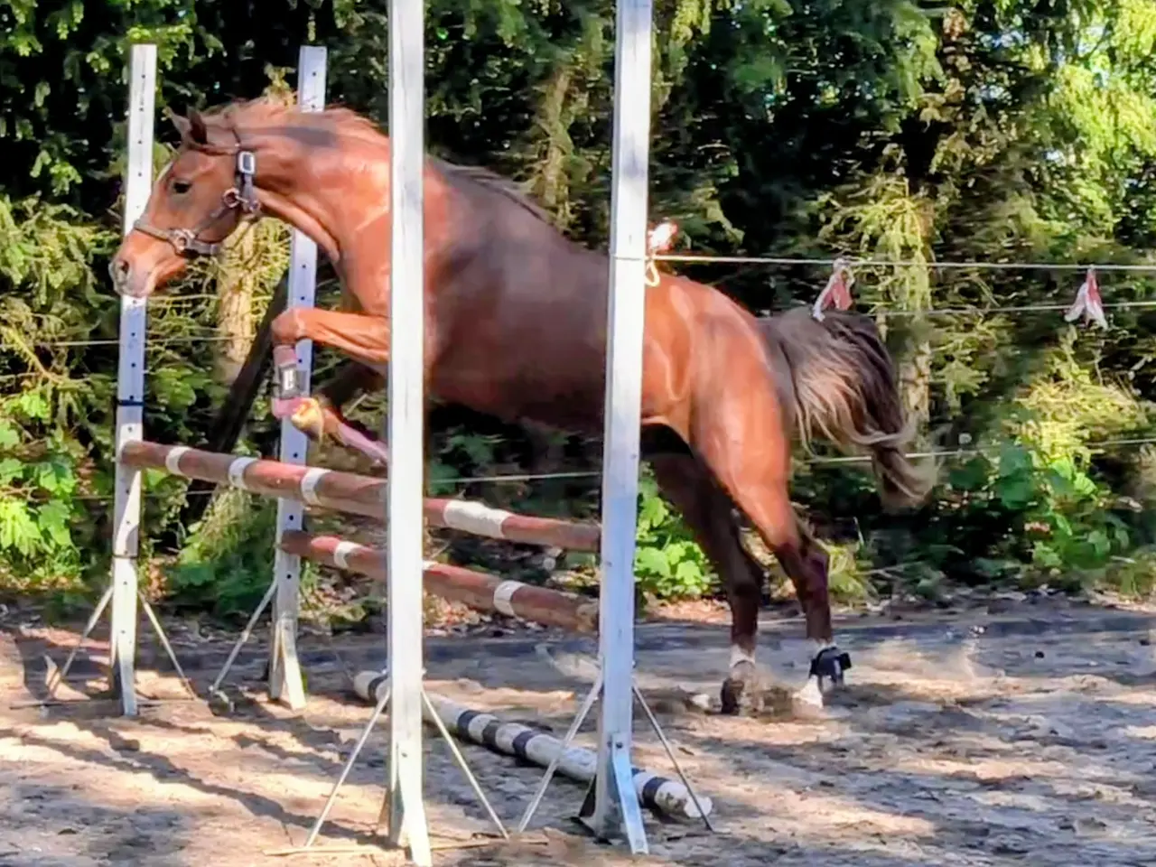 Billede 14 - Dansk Sports pony kat. 1