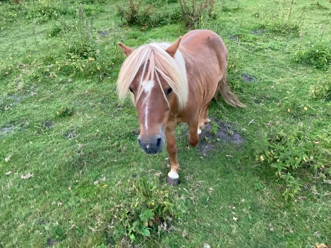 Billede 1 - Rigtig sød ponyhingst